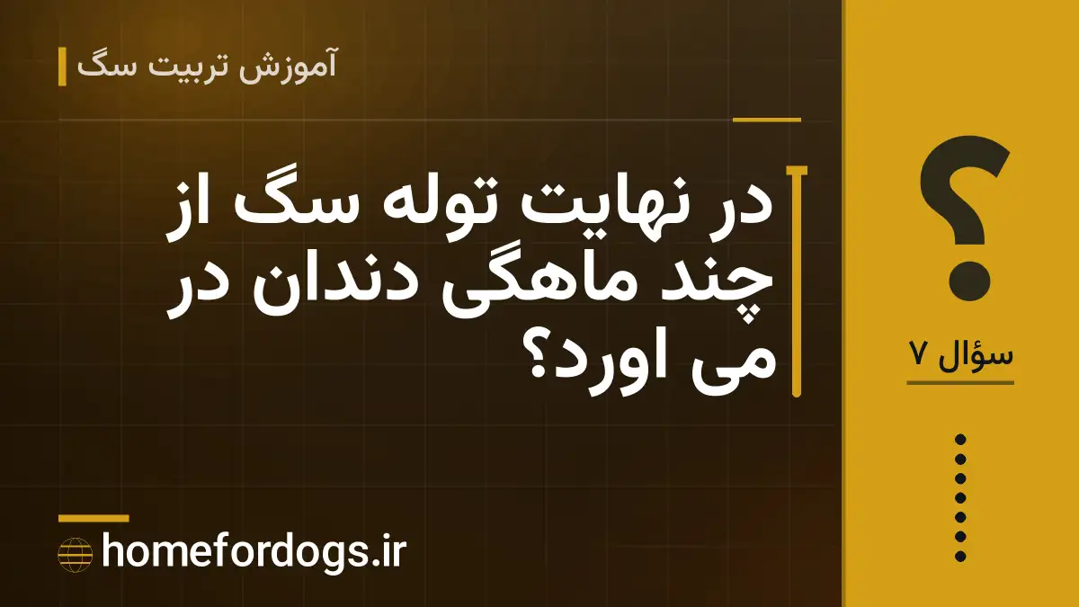 در نهایت توله سگ از چند ماهگی دندان در می اورد؟