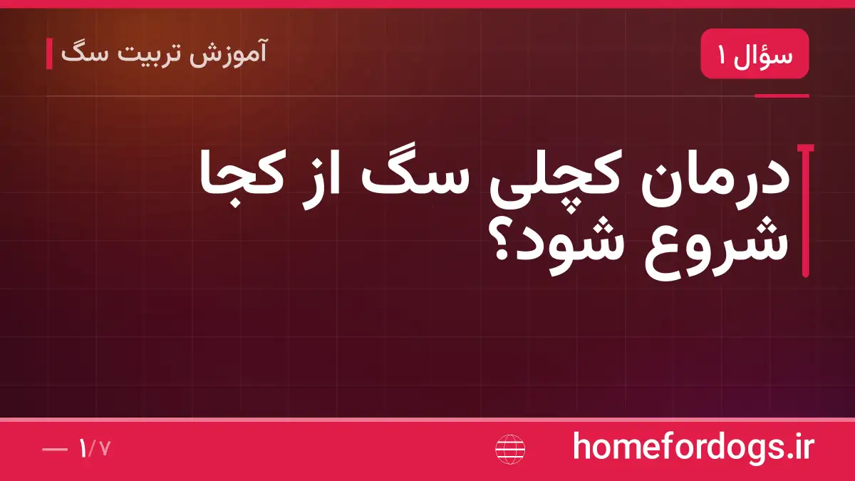درمان کچلی سگ از کجا شروع شود؟