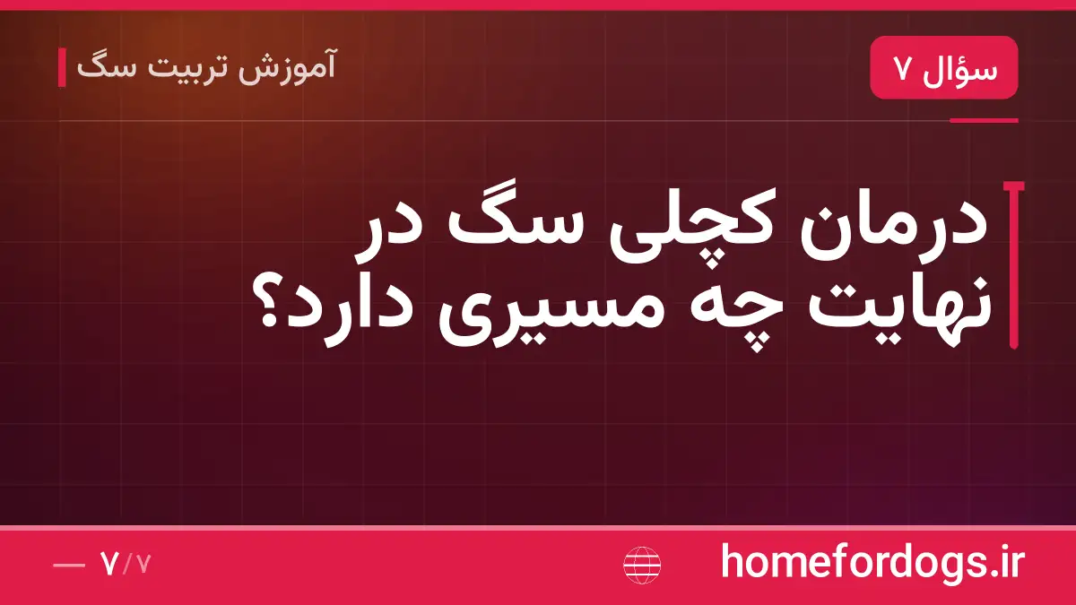 درمان کچلی سگ در نهایت چه مسیری دارد؟