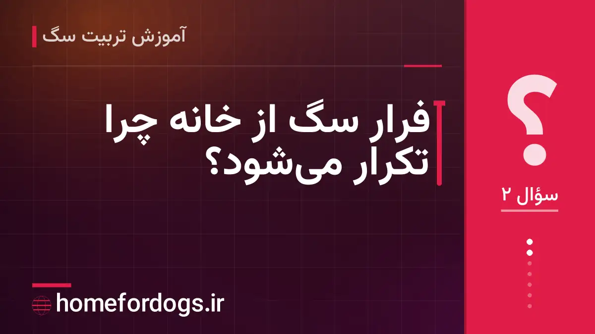فرار سگ از خانه چرا تکرار می‌شود؟