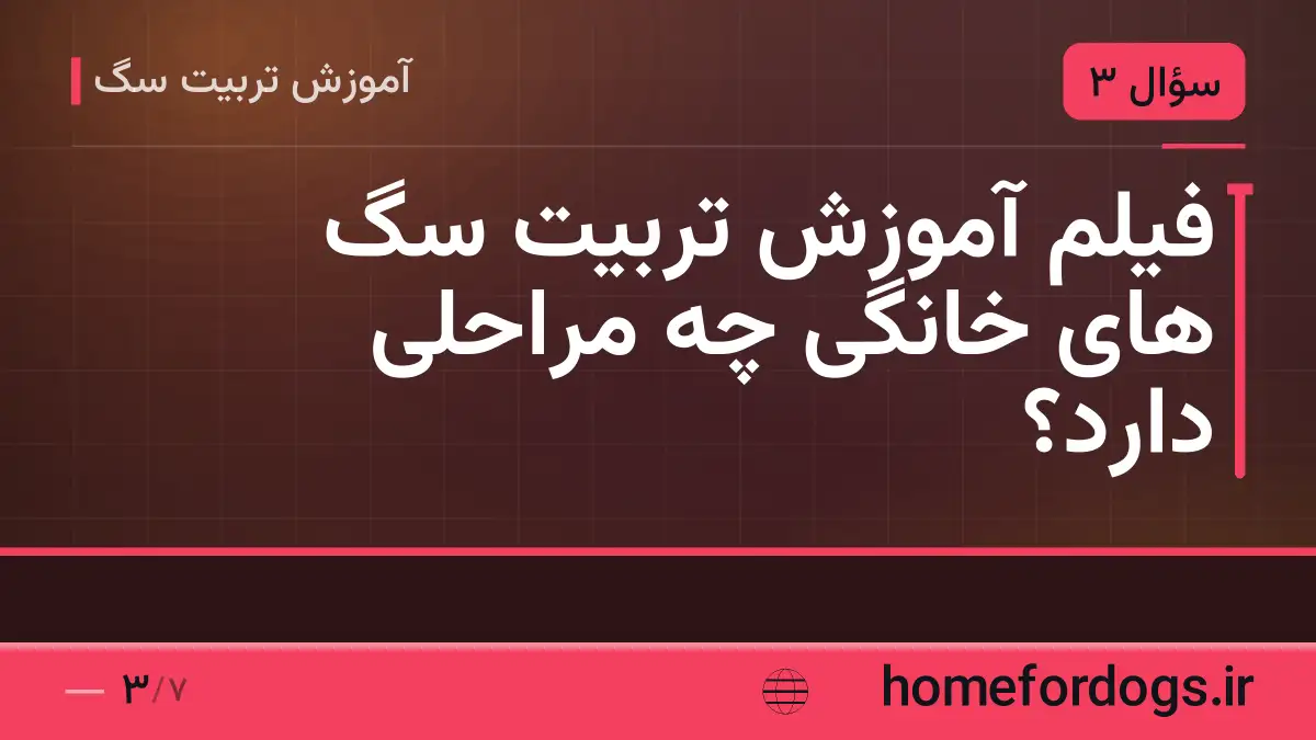 فیلم آموزش تربیت سگ های خانگی چه مراحلی دارد؟
