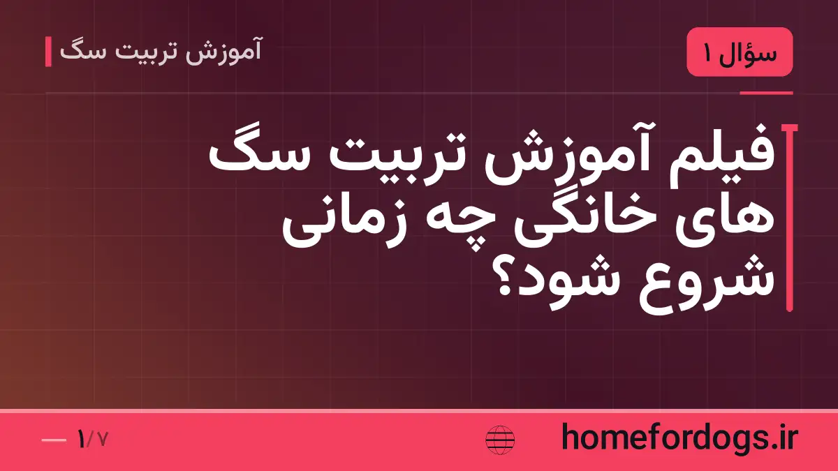 فیلم آموزش تربیت سگ های خانگی چه زمانی شروع شود؟