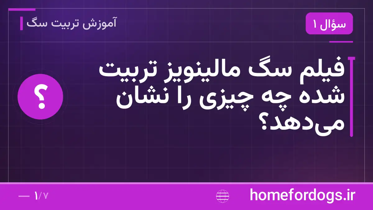 فیلم سگ مالینویز تربیت شده چه چیزی را نشان میدهد؟