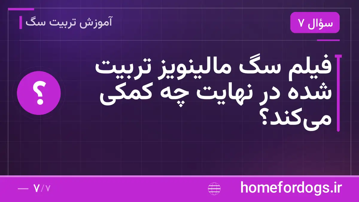 فیلم سگ مالینویز تربیت شده در نهایت چه کمکی میکند؟