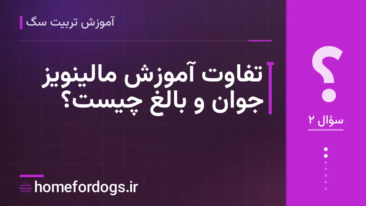 تفاوت آموزش مالینویز جوان و بالغ چیست؟