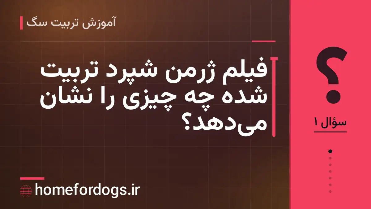 فیلم ژرمن شپرد تربیت شده چه چیزی را نشان می‌دهد؟