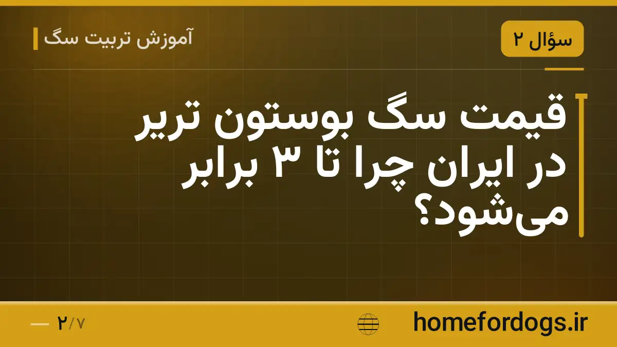 قیمت سگ بوستون تریر در ایران چرا تا ۳ برابر میشود؟