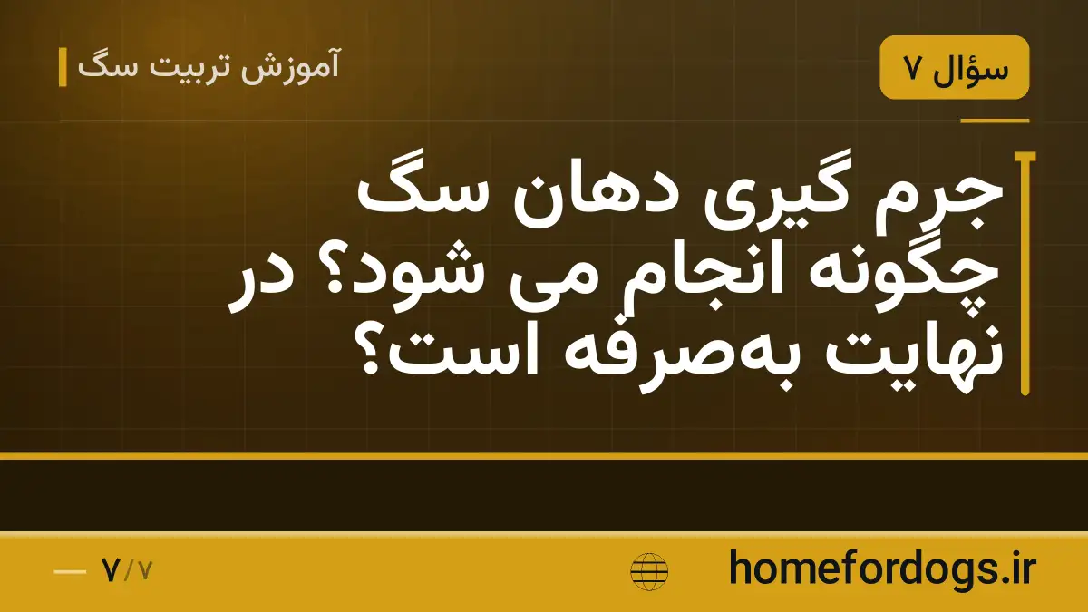 جرم گیری دهان سگ چگونه انجام می شود؟ در نهایت به‌صرفه است؟