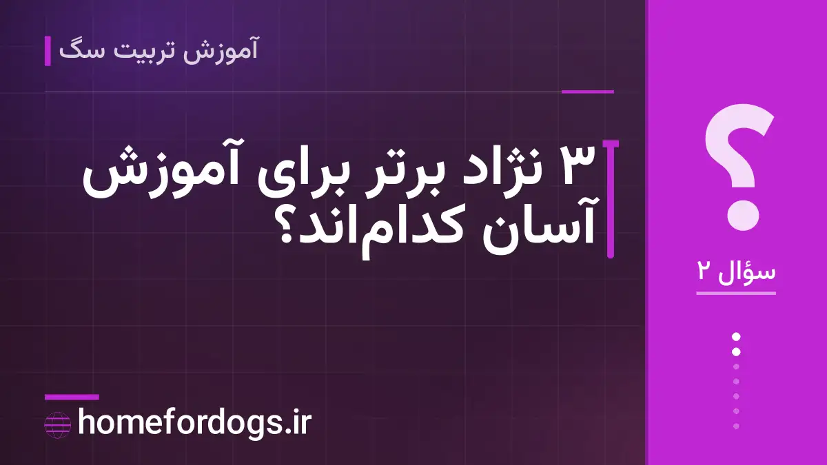 ۳ نژاد برتر برای آموزش آسان کداماند؟