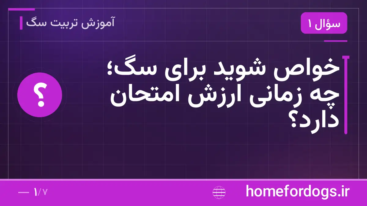 خواص شوید برای سگ؛ چه زمانی ارزش امتحان دارد؟