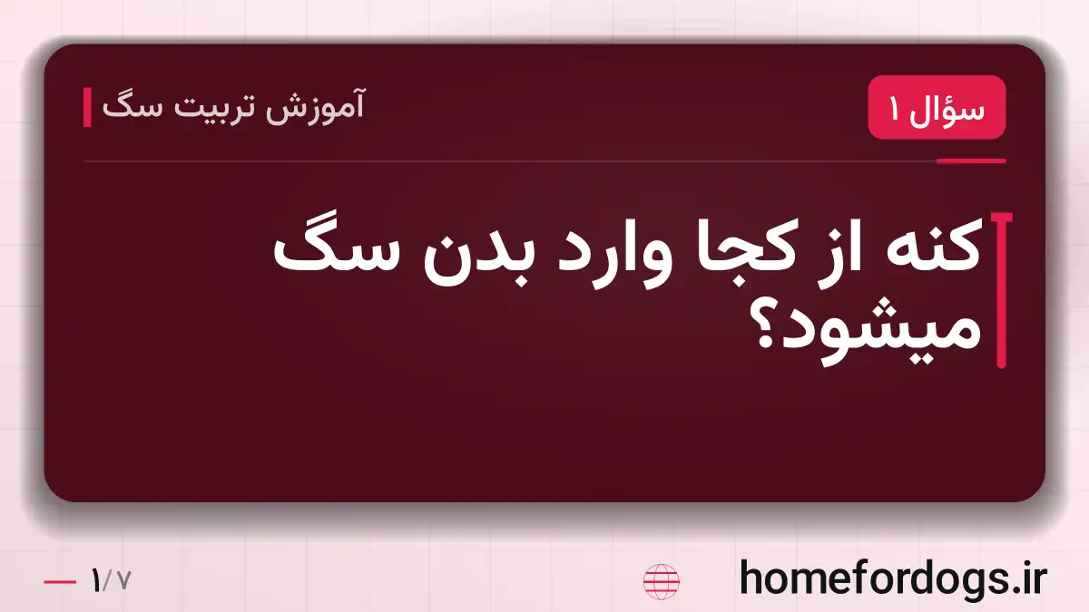 کنه از کجا وارد بدن سگ میشود؟