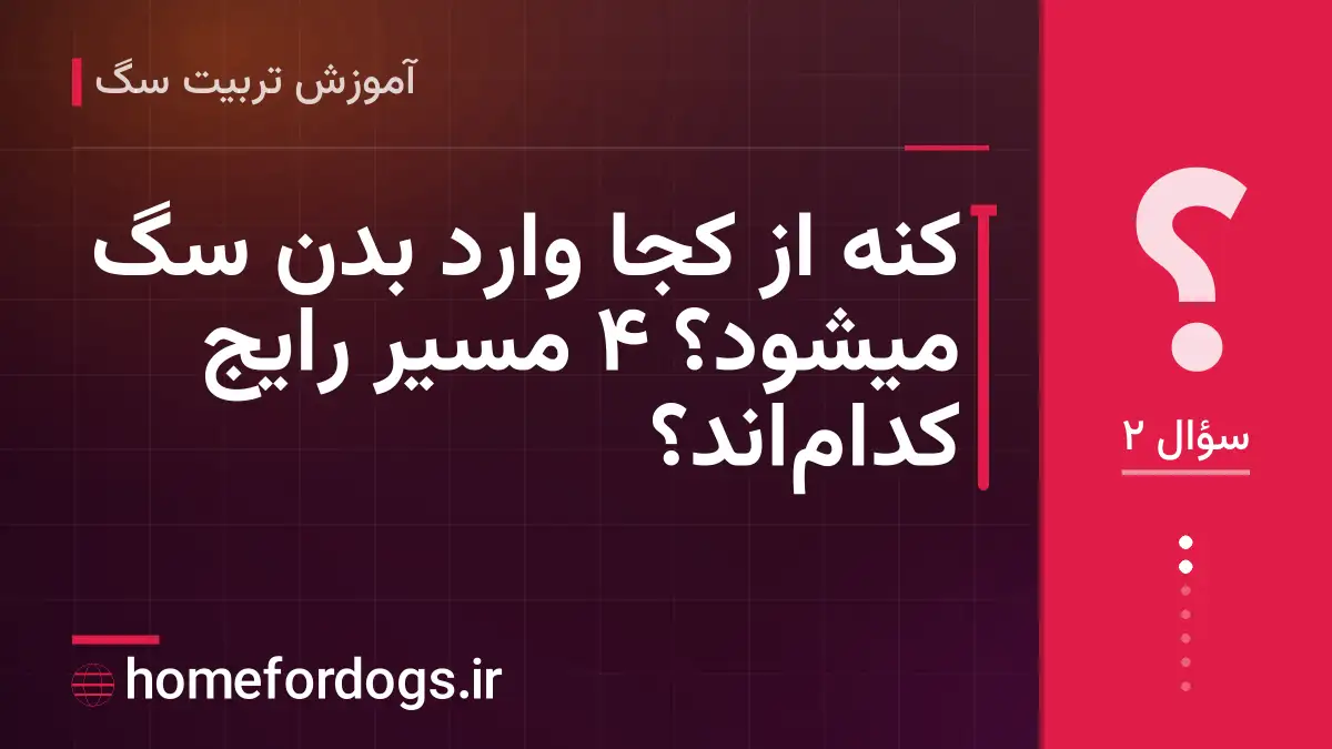 کنه از کجا وارد بدن سگ میشود؟ ۴ مسیر رایج کدام‌اند؟
