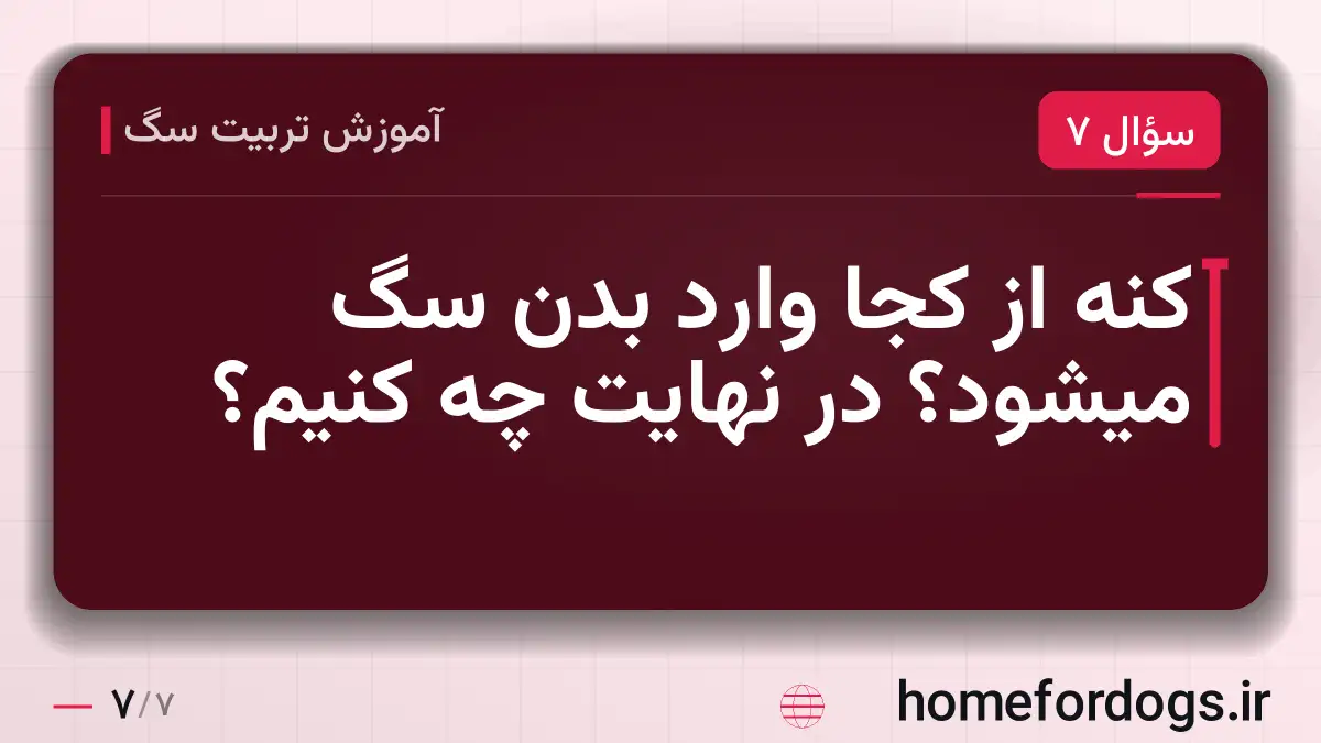 کنه از کجا وارد بدن سگ میشود؟ در نهایت چه کنیم؟