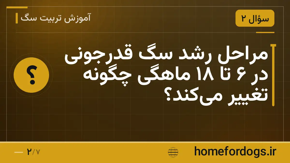 مراحل رشد سگ قدرجونی در ۶ تا ۱۸ ماهگی چگونه تغییر می‌کند؟