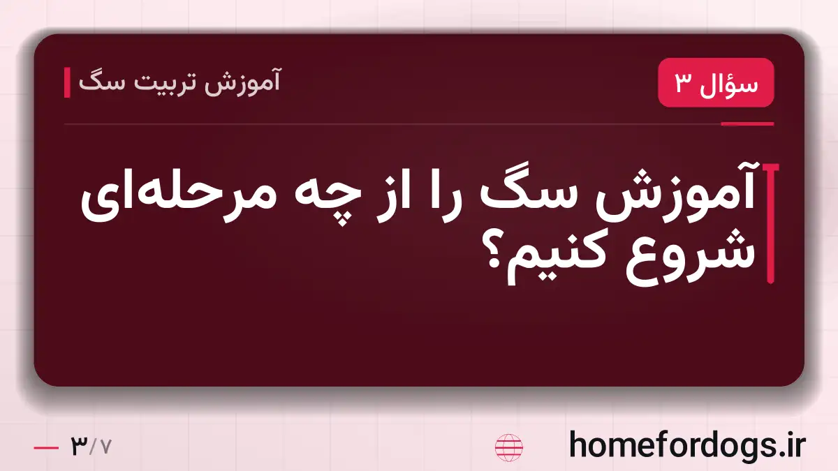 آموزش سگ را از چه مرحله‌ای شروع کنیم؟