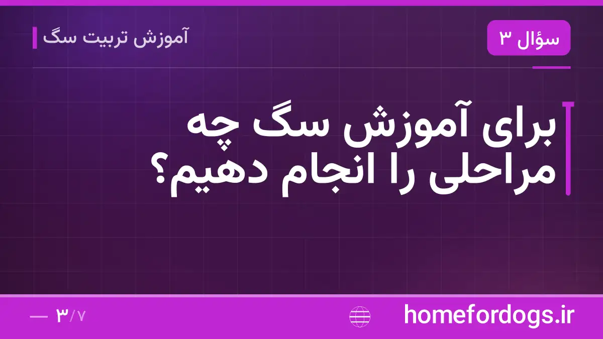 برای آموزش سگ چه مراحلی را انجام دهیم؟