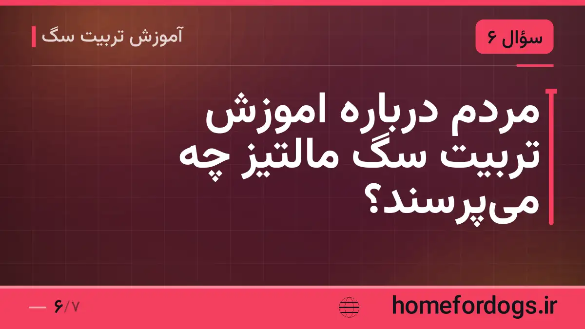 مردم درباره اموزش تربیت سگ مالتیز چه می‌پرسند؟