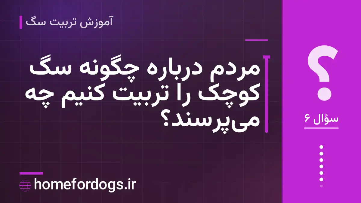 مردم درباره چگونه سگ کوچک را تربیت کنیم چه می‌پرسند؟