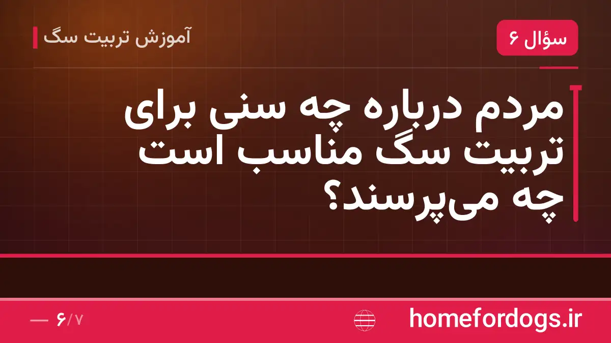 مردم درباره چه سنی برای تربیت سگ مناسب است چه میپرسند؟