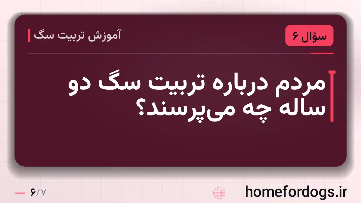 مردم درباره تربیت سگ دو ساله چه میپرسند؟