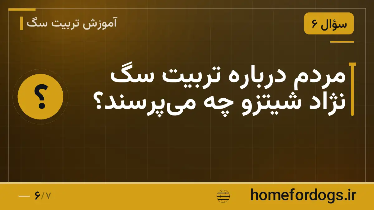 مردم درباره تربیت سگ نژاد شیتزو چه می‌پرسند؟