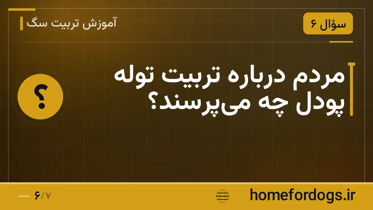 مردم درباره تربیت توله پودل چه میپرسند؟