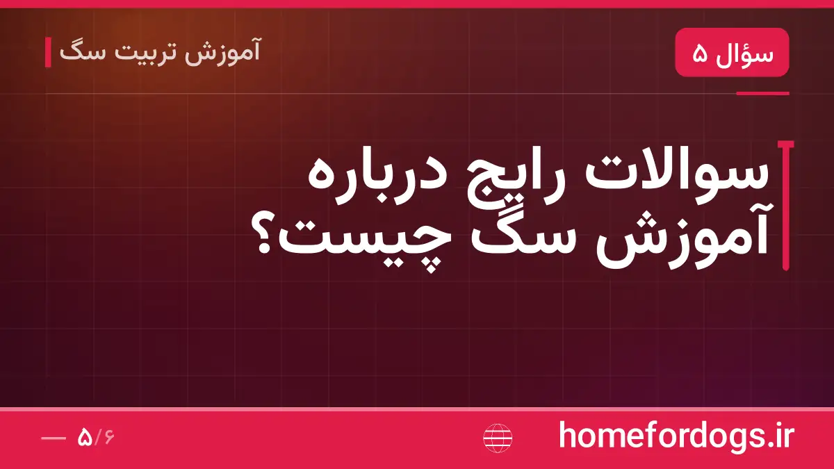سوالات رایج درباره آموزش سگ چیست؟