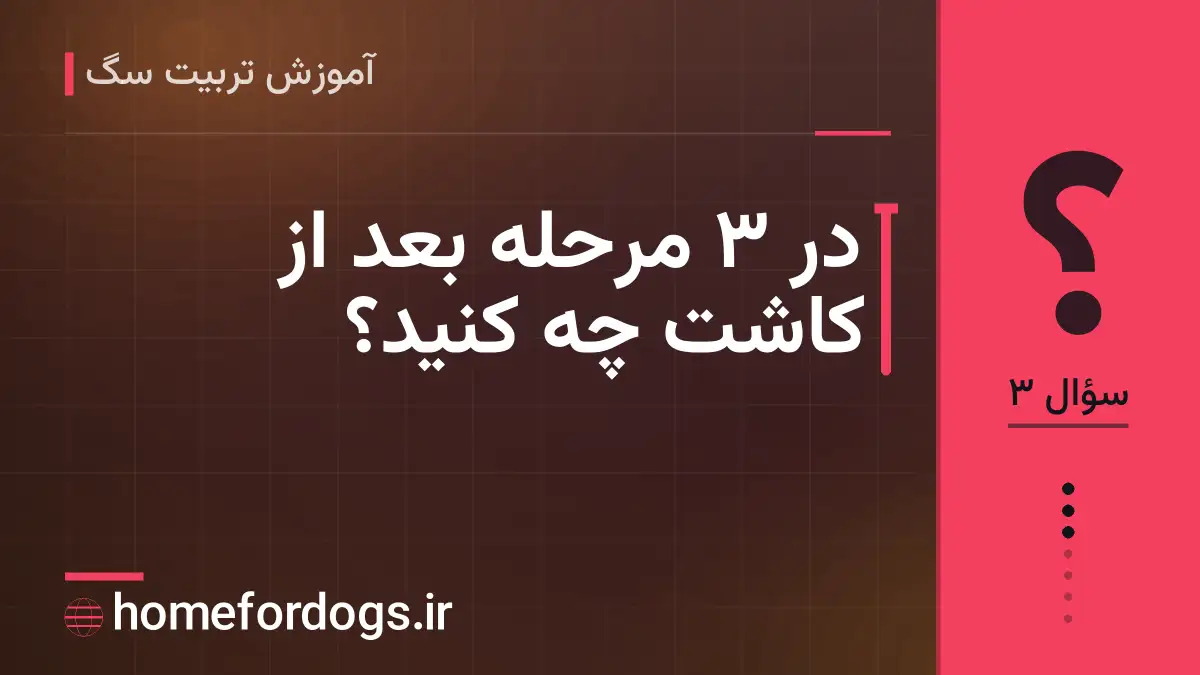در ۳ مرحله بعد از کاشت چه کنید؟