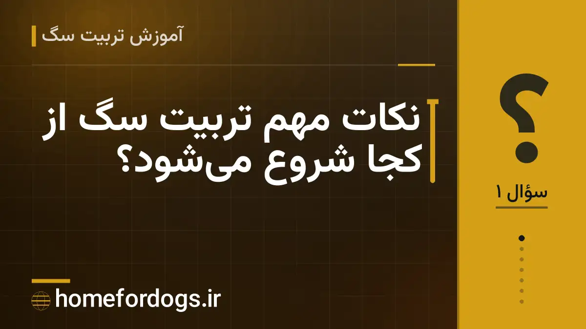 نکات مهم تربیت سگ از کجا شروع می‌شود؟