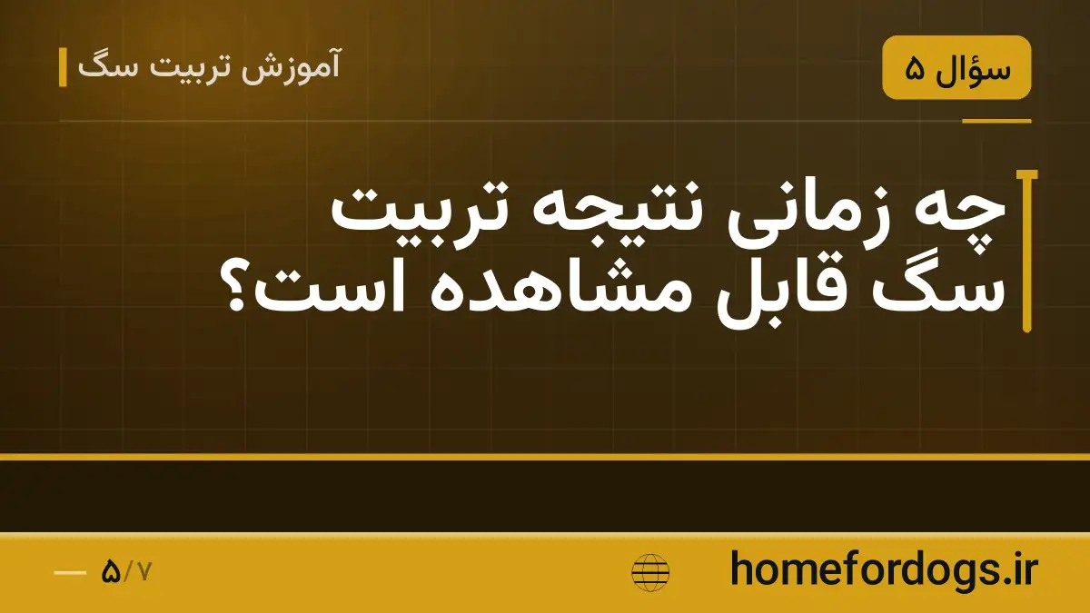 چه زمانی نتیجه تربیت سگ قابل مشاهده است؟