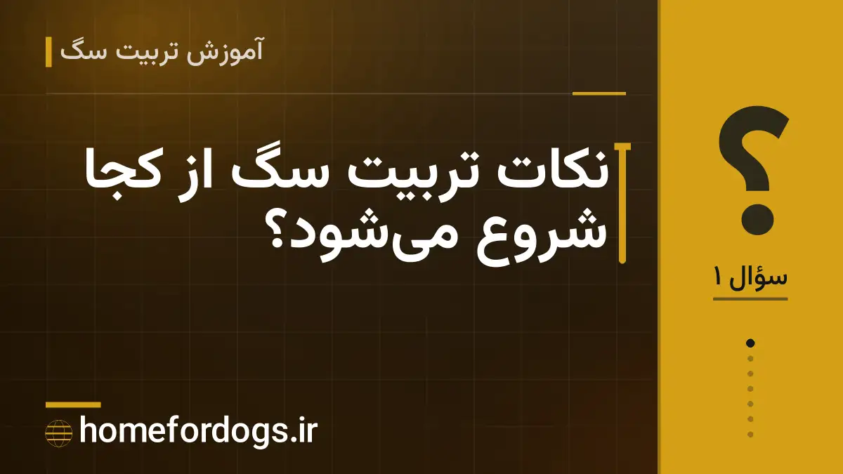 نکات تربیت سگ از کجا شروع می‌شود؟