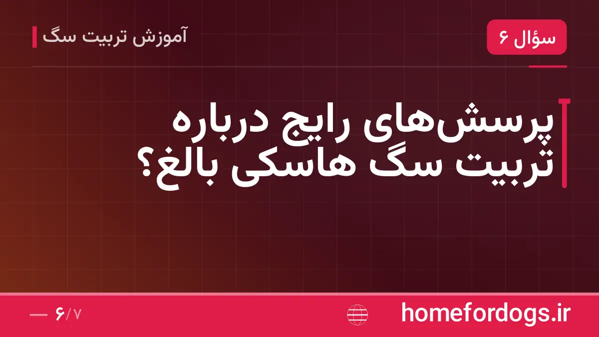 پرسشهای رایج درباره تربیت سگ هاسکی بالغ؟