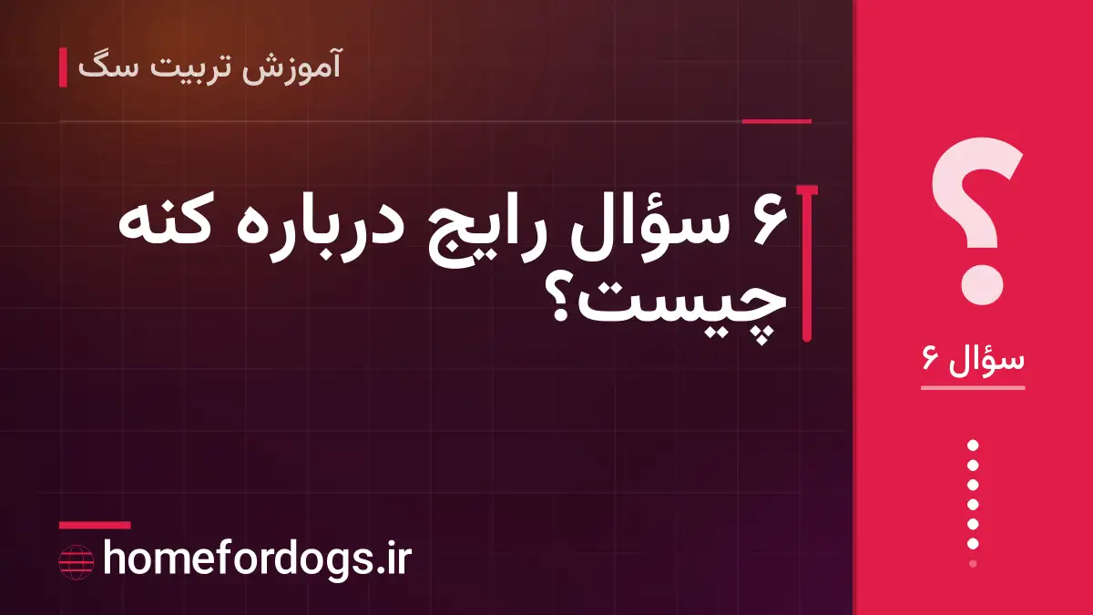 ۶ سؤال رایج درباره کنه چیست؟