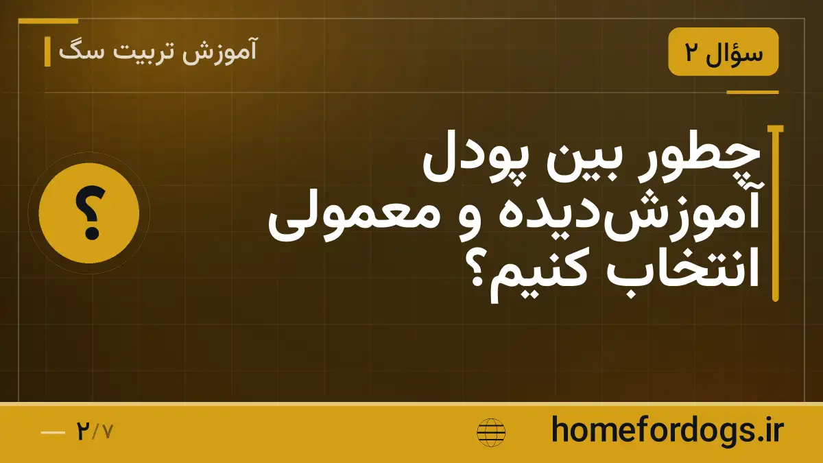 چطور بین پودل آموزشدیده و معمولی انتخاب کنیم؟