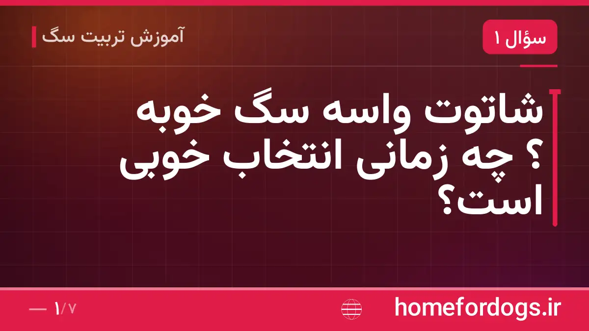 شاتوت واسه سگ خوبه ؟ چه زمانی انتخاب خوبی است؟