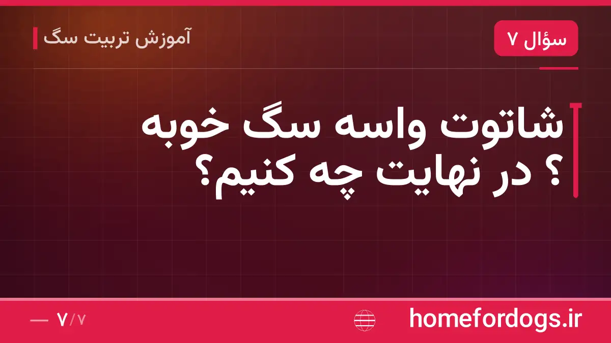 شاتوت واسه سگ خوبه ؟ در نهایت چه کنیم؟
