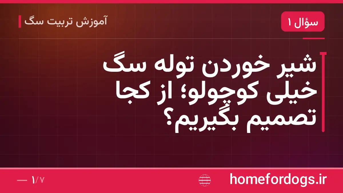 شیر خوردن توله سگ خیلی کوچولو؛ از کجا تصمیم بگیریم؟