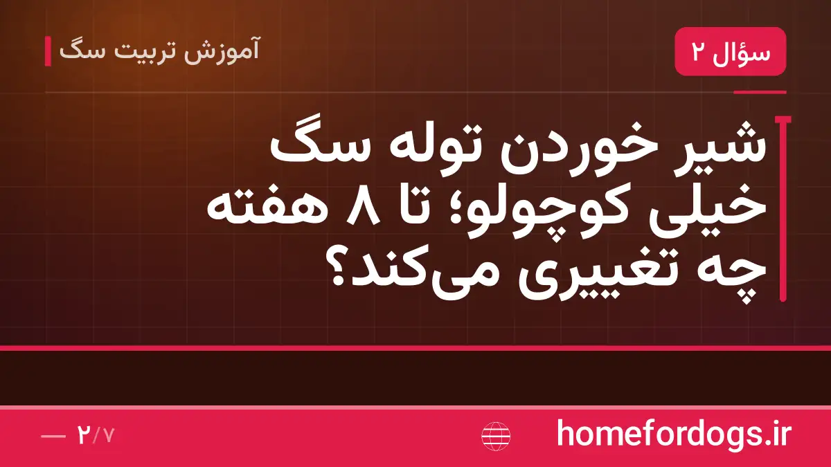 شیر خوردن توله سگ خیلی کوچولو؛ تا ۸ هفته چه تغییری می‌کند؟