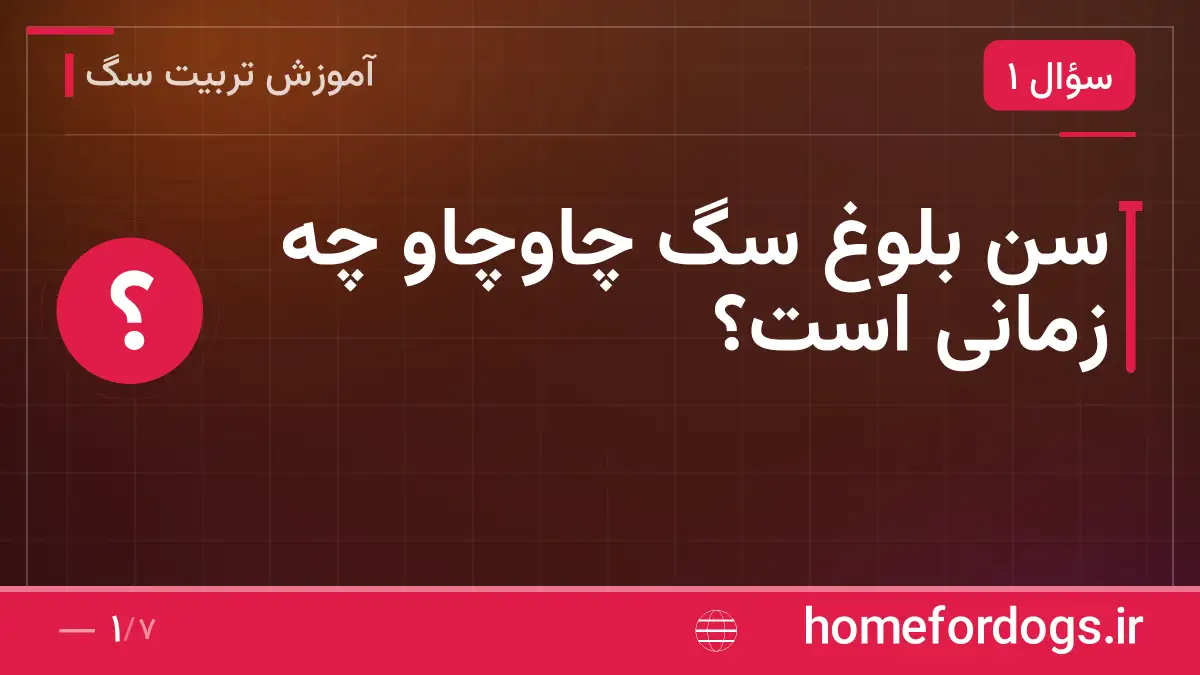 سن بلوغ سگ چاوچاو چه زمانی است؟