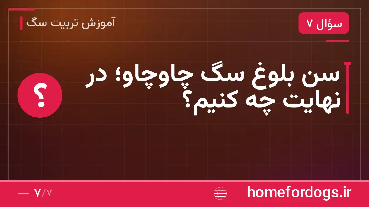 سن بلوغ سگ چاوچاو؛ در نهایت چه کنیم؟