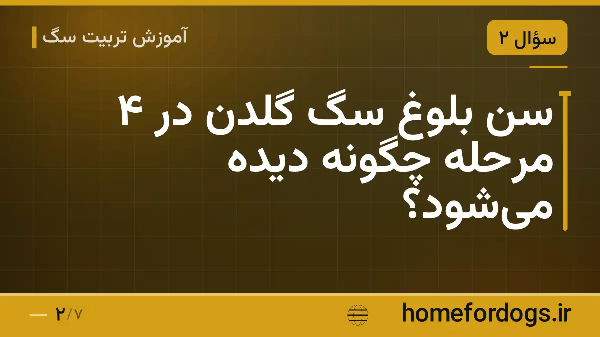 سن بلوغ سگ گلدن در ۴ مرحله چگونه دیده می‌شود؟