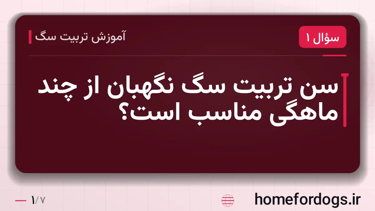 سن تربیت سگ نگهبان از چند ماهگی مناسب است؟