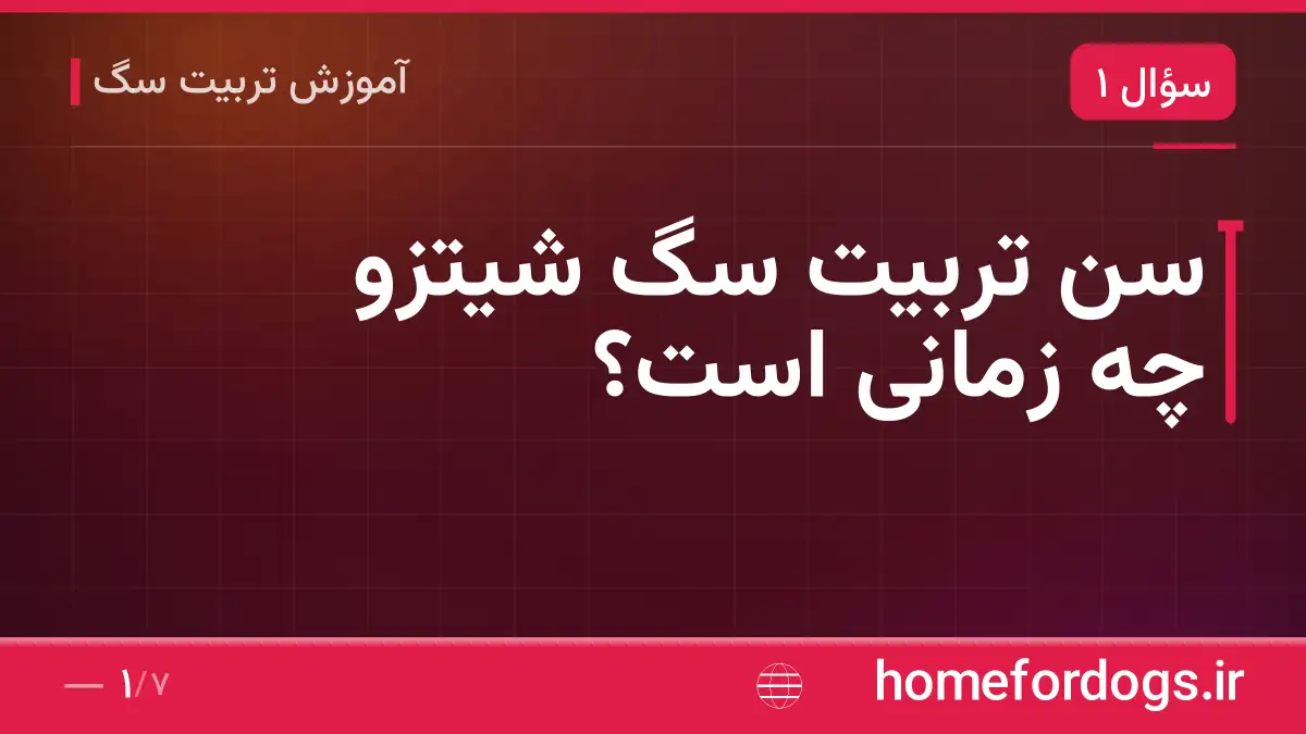 سن تربیت سگ شیتزو چه زمانی است؟