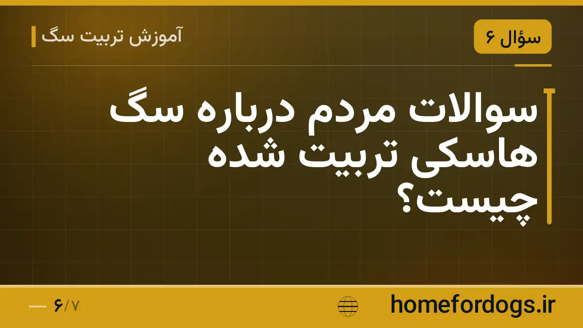 سوالات مردم درباره سگ هاسکی تربیت شده چیست؟