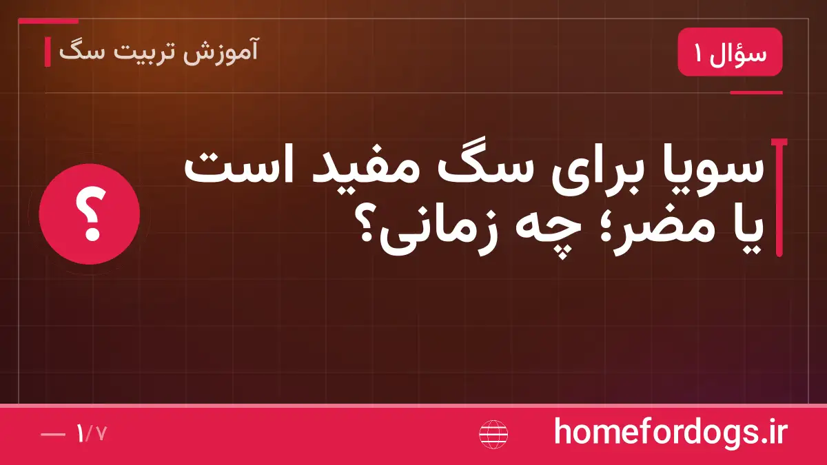 سویا برای سگ مفید است یا مضر؛ چه زمانی؟