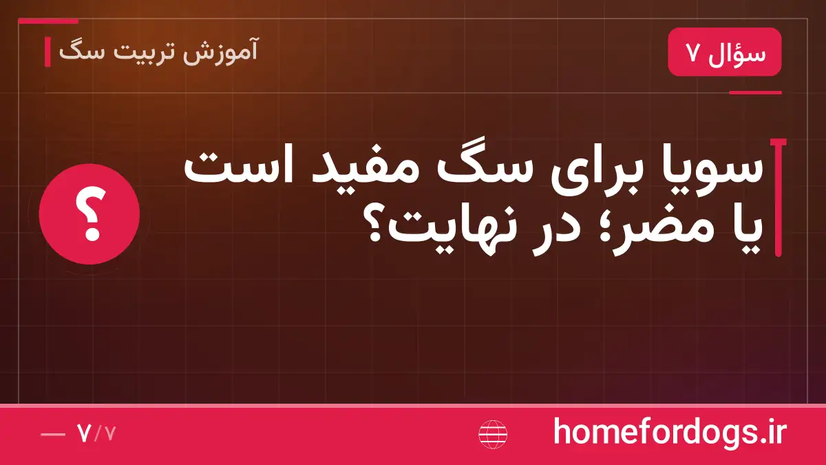 سویا برای سگ مفید است یا مضر؛ در نهایت؟