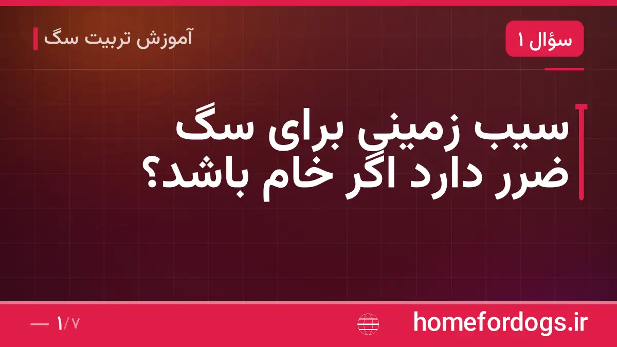 سیب زمینی برای سگ ضرر دارد اگر خام باشد؟