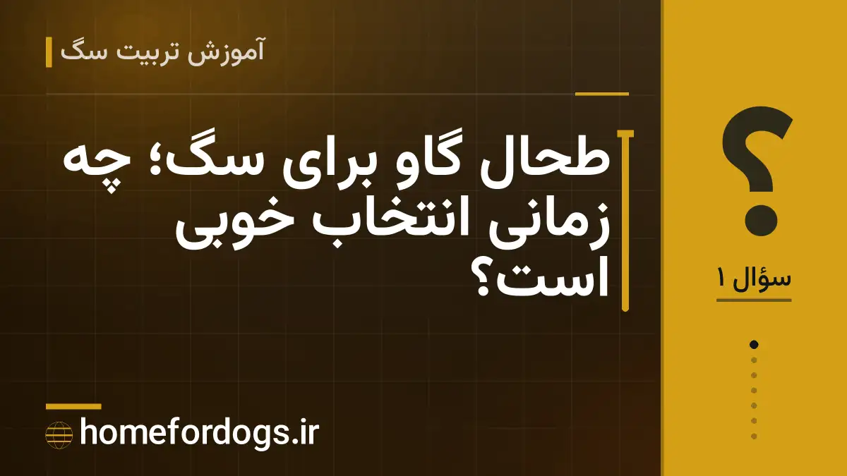طحال گاو برای سگ؛ چه زمانی انتخاب خوبی است؟