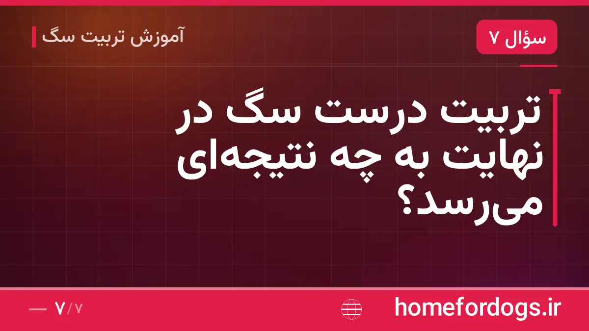 تربیت درست سگ در نهایت به چه نتیجهای میرسد؟