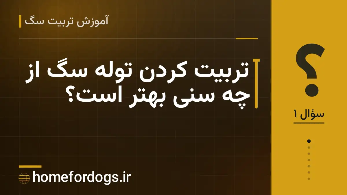تربیت کردن توله سگ از چه سنی بهتر است؟